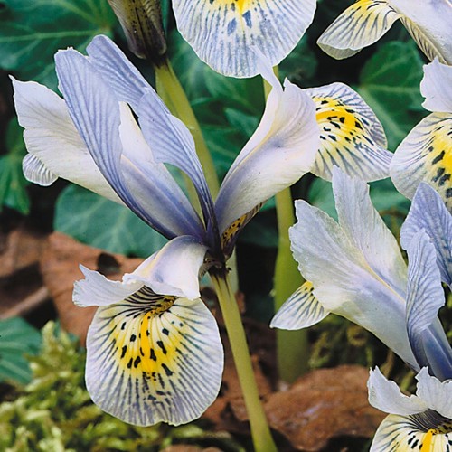 Iris Botanical Katharine Hodgkin